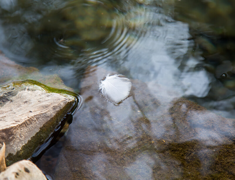 Feather in the water at the Headwaters at the Comal